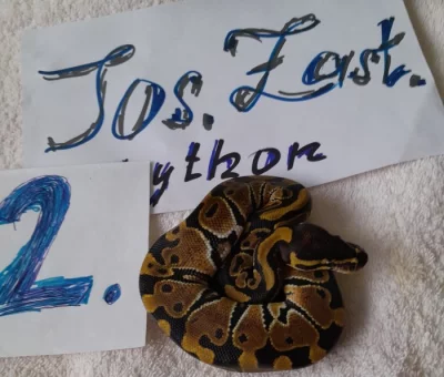 Python regius -krajta královská