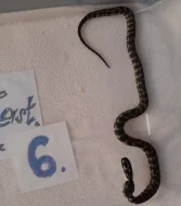 Morelia spilota cheynei