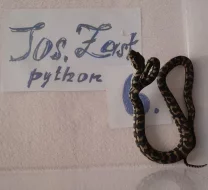 Morelia spilota cheynei