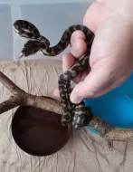 Morelia spilota cheynei