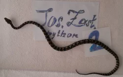 Morelia spilota cheynei