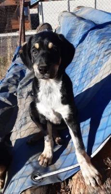 Štěňata kříženec Labrador x Border Colie