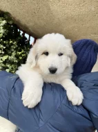 Prodej Štěňátek Pyrenejský horský pes s PP