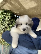 Prodej Štěňátek Pyrenejský horský pes s PP