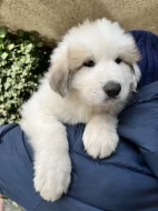 Prodej Štěňátek Pyrenejský horský pes s PP