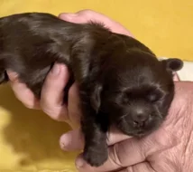 Shih tzu štěňátka