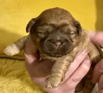 Shih tzu štěňátka
