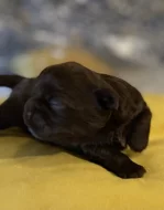 Shih tzu štěňátka
