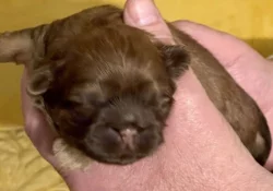 Shih tzu štěňátka