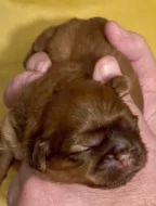Shih tzu štěňátka
