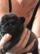 Mops štěňata