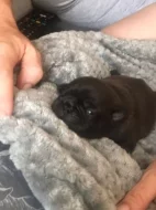 Mops štěňata