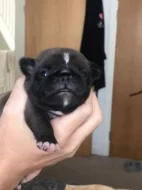 Mops štěňata