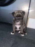 Mops štěňata