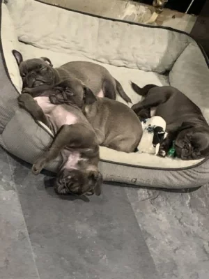 Mops štěňata