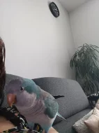 Mníšek sedy