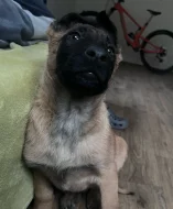 Belgicky ovčák malinois