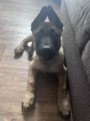 Belgicky ovčák malinois