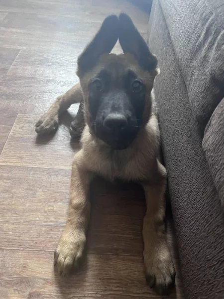 Belgicky ovčák malinois