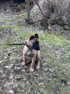 Belgicky ovčák malinois