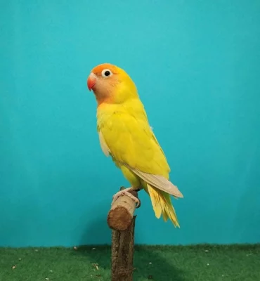 Agapornis hnědohlavý