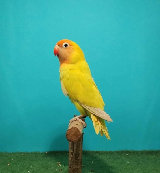 Agapornis hnědohlavý