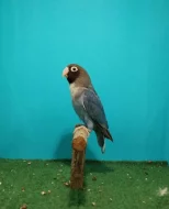 Agapornis hnědohlavý