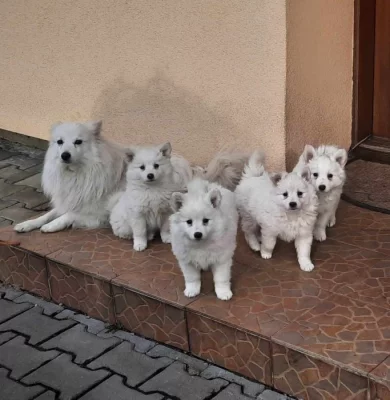 německý špic střední