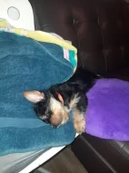 Yorkšírský teriér štěňata