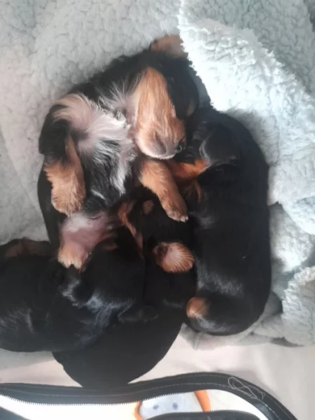 Yorkšírský teriér štěňata