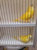 Kakariki rudočelý modrá straka