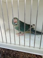 Kakariki rudočelý modrá straka