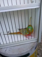 Kakariki rudočelý modrá straka