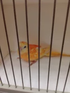 Kakariki rudočelý modrá straka