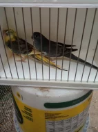 Kakariki rudočelý modrá straka