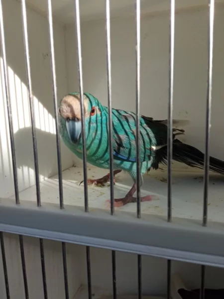 Kakariki rudočelý modrá straka