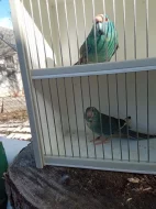 Kakariki rudočelý modrá straka