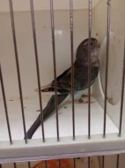 Kakariki rudočelý modrá straka