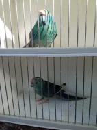 Kakariki rudočelý modrá straka