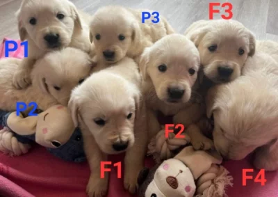 Zlatý retrívr štěňata