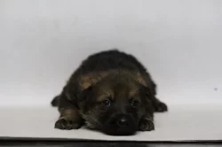 Německý ovčák s PP