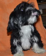 Havanský psík s PP