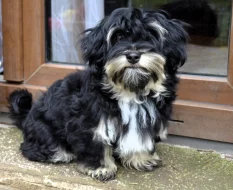 Havanský psík s PP