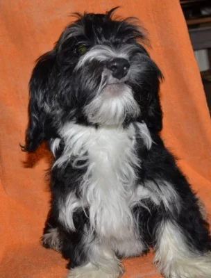 Havanský psík s PP