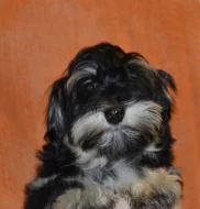 Havanský psík s PP