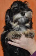 Havanský psík s PP
