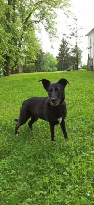 Kříženec německého ovčáka Nela