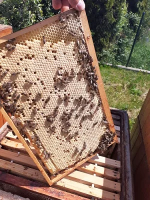 Včelí oddělky 2024