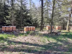 Včelí oddělky 2024
