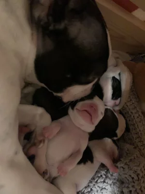 Bostonský teriér bez PP